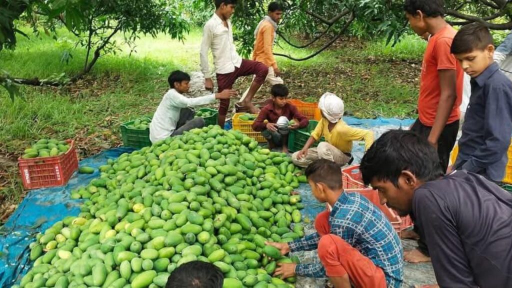 किसान अकील अहमद ने अपने बाप-दादा की आम की खेती को ऐसा रूप दिया कि अब उनके बागों का स्वाद खाड़ी देशों तक पहुंच रहा है.