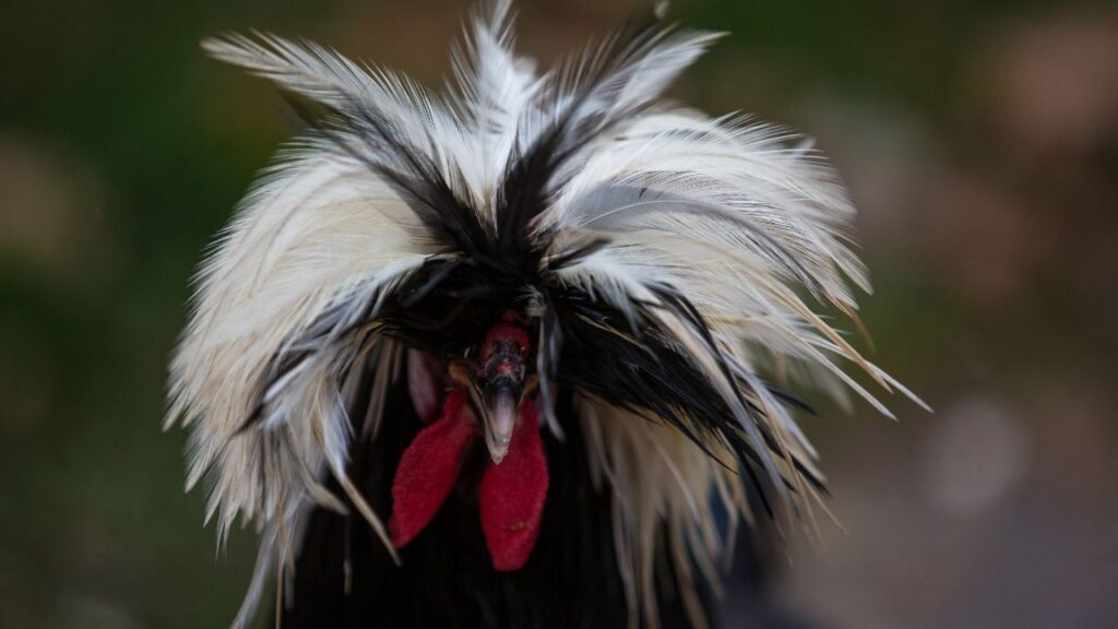 व्हाइट-क्रेस्टेड ब्लैक पोलिश (नीदरलैंड): इस नस्ल का सफेद क्राउन और काले शरीर का कॉन्ट्रास्ट इतना यूनिक होता है कि यह तुरंत सबका ध्यान खींच लेती है. इसकी कीमत भी इसी खूबसूरती की वजह से अधिक है. व्हाइट-क्रेस्टेड ब्लैक पोलिश (नीदरलैंड): इस नस्ल का सफेद क्राउन और काले शरीर का कॉन्ट्रास्ट इतना यूनिक होता है कि यह तुरंत सबका ध्यान खींच लेती है. इसकी कीमत भी इसी खूबसूरती की वजह से अधिक है.