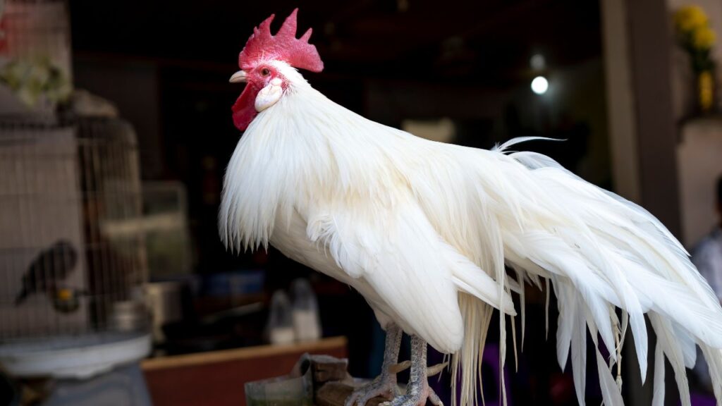 योकोहामा: जापान की यह नस्ल लंबे पंखों और सौम्य स्वभाव के लिए जानी जाती है. इसे शो के लिए खास तैयार किया जाता है और यही वजह है कि इसकी डिमांड और कीमत दोनों ही बहुत ज्यादा हैं. योकोहामा: जापान की यह नस्ल लंबे पंखों और सौम्य स्वभाव के लिए जानी जाती है. इसे शो के लिए खास तैयार किया जाता है और यही वजह है कि इसकी डिमांड और कीमत दोनों ही बहुत ज्यादा हैं.