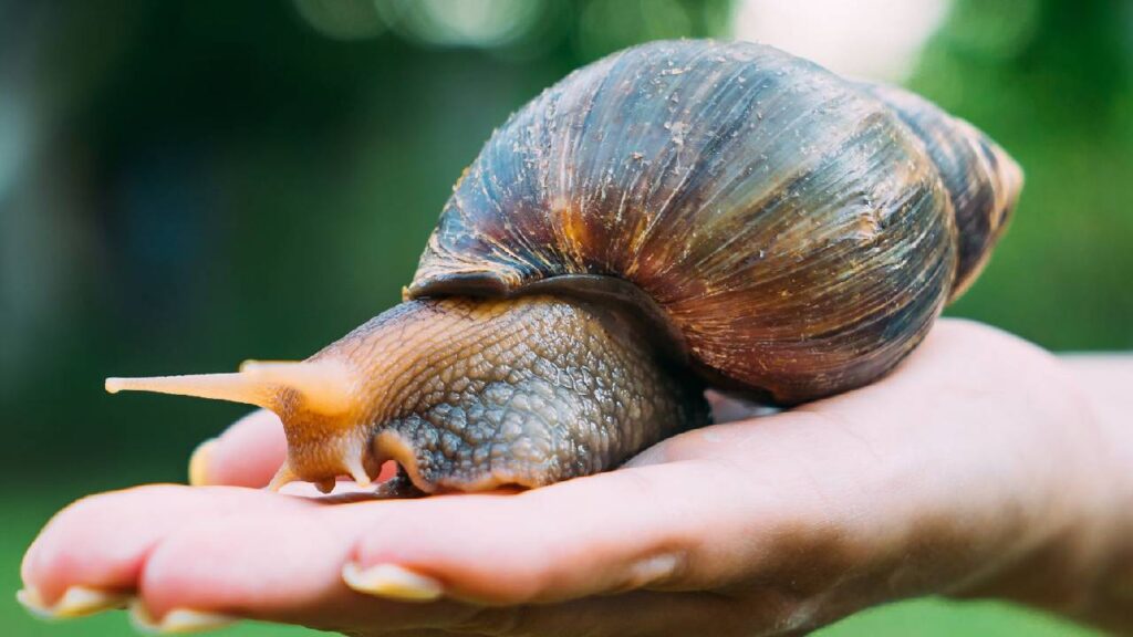 Snail Farming in India: How to Start a Profitable Business with Low Investment and High Returns
