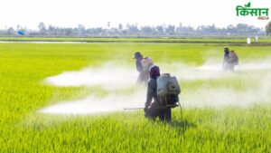 अब किसान फसल में नहीं कर पाएंगे कीटनाशकों का इस्तेमाल, इन 11 दवाइयों पर लगा बैन अब किसान फसल में नहीं कर पाएंगे कीटनाशकों का इस्तेमाल, इन 11 दवाइयों पर लगा बैन