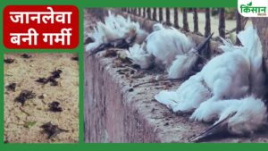 जान पर आफत बनी गर्मी.. हीटस्ट्रोक से 8 लोगों की मौत, कई दर्जन चमगादड़ और बगुले मरे