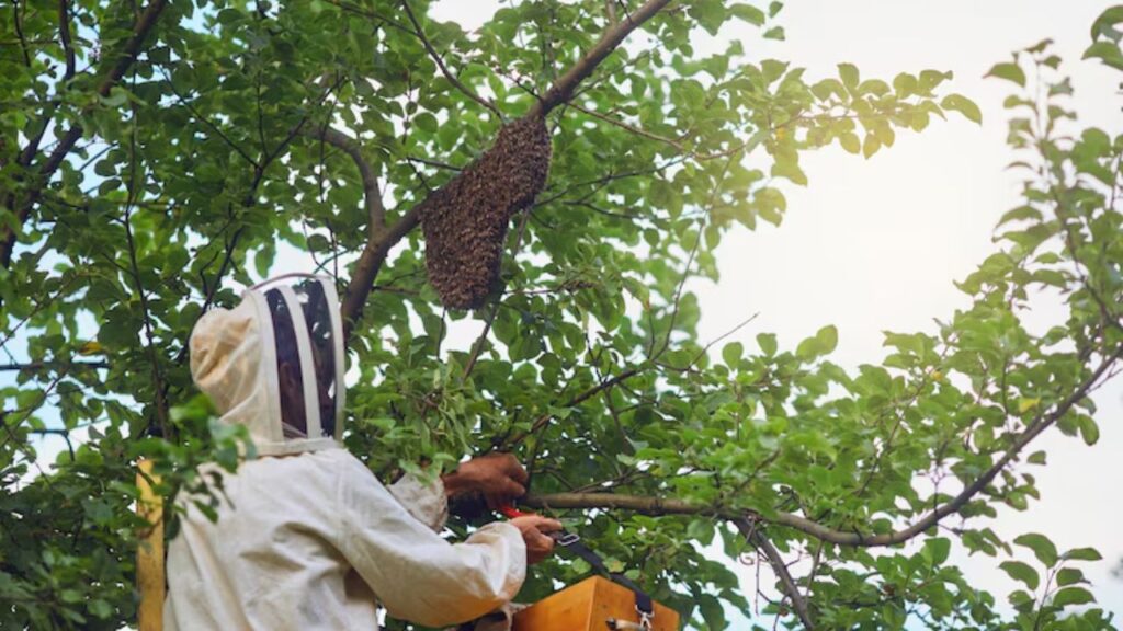 Beekeeping Business