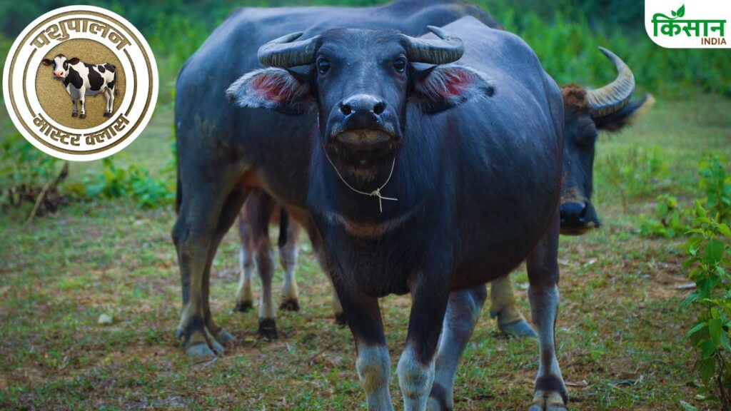 buffalo pregnancy stages