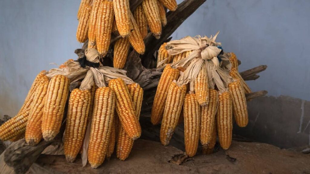 Maize mandi rate