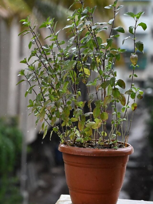 सूखी तुलसी में जान फूंक देंगे ये उपाय, जानें!