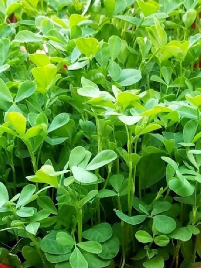 मेथी के ये फायदे शायद ही जानते होंगे आप!