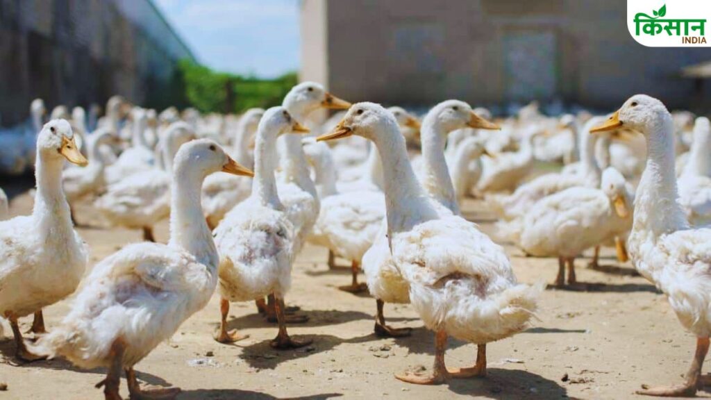 Batakh Palan Ke Fayde