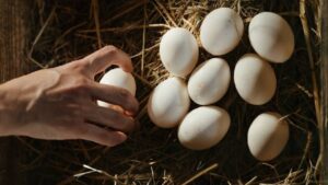 आज ही खरीद लें अंडे का ट्रे, कीमतों में हो सकती है भारी बढ़ोतरी.. जनवरी से पहले राहत की उम्मीद नहीं