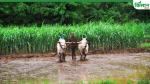 अगले 3-4 दिन में पूरे देश में पहुंचेगा मॉनसून, खेती और पशुओं के स्वास्थ्य पर ध्यान देने की सलाह