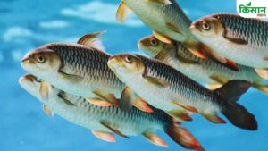 कभी सूनी होती गंगा, 50 साल बाद मछलियों से गुलजार…230 प्रजातियों का रिकॉर्ड