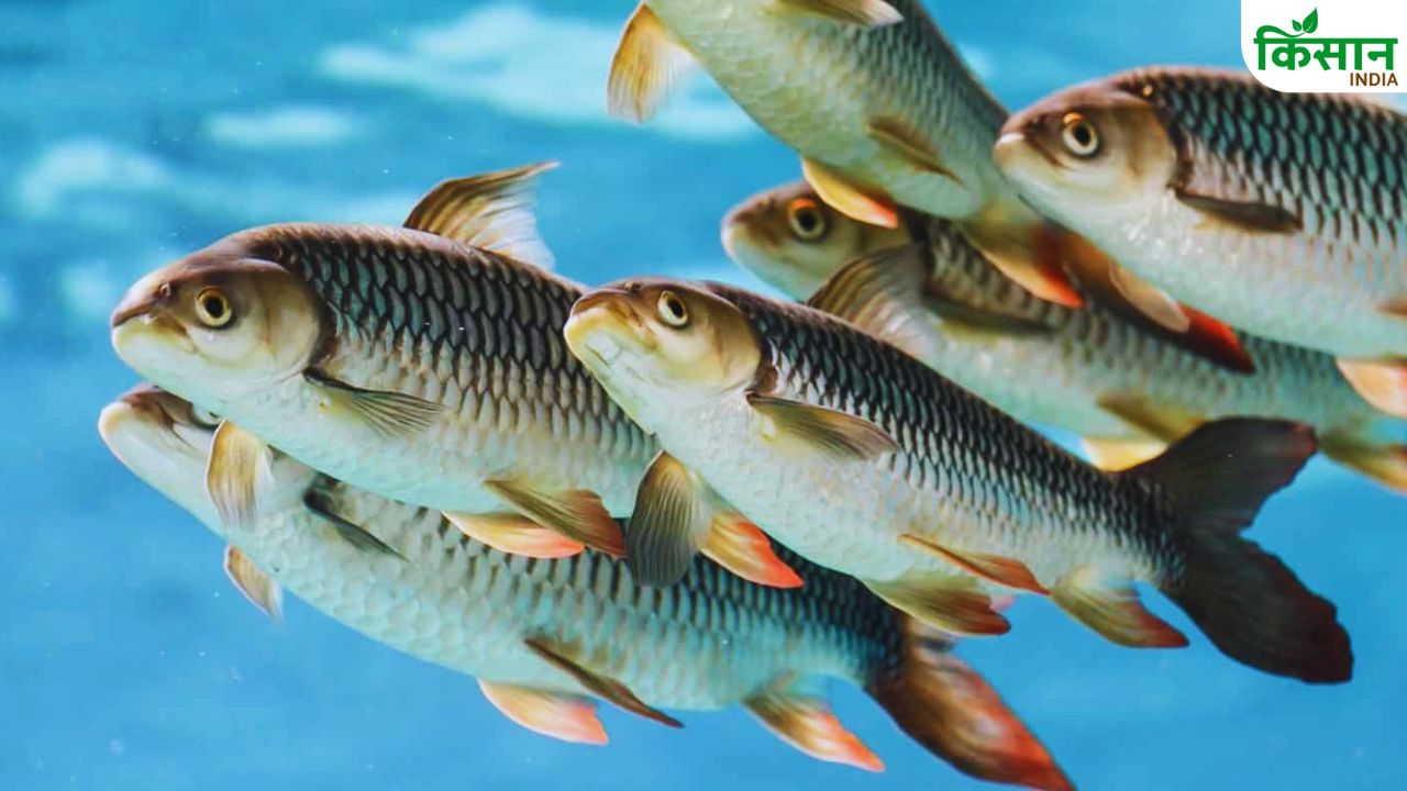 Ganga River Fish Diversity Revival 230 Species Recorded Highest In 50 Years Icar Cifri Study