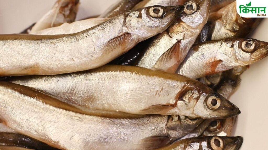 Fish Farming