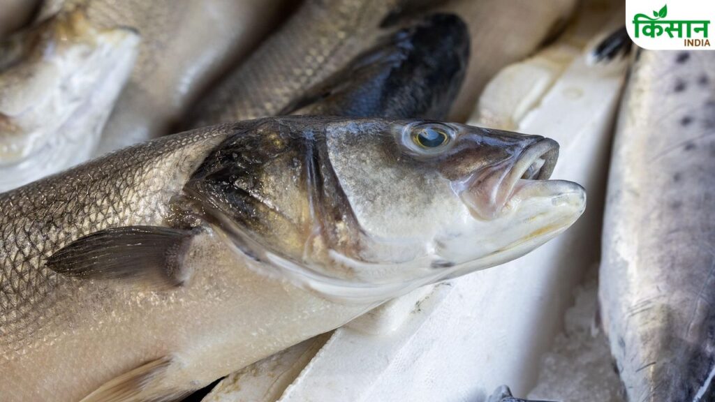 Fish Pond Care