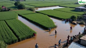 400 फीसदी अधिक बारिश किसानों के लिए बनी मुसीबत, जलभराव से फसल बर्बाद.. भारी नुकसान