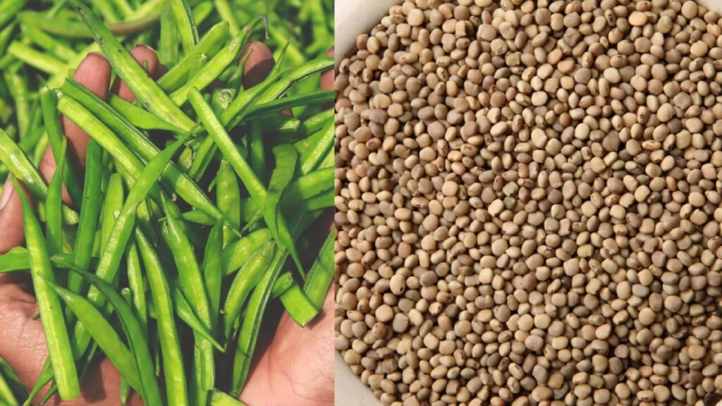 Guar Seed Prices Dip Slightly Amid Ample Market Supply