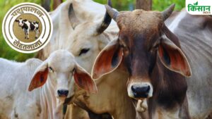 हीटस्ट्रोक से पशुओं की जान पर आफत, समय रहते पशुपालक कर लें ये इंतजाम