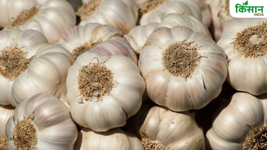 Garlic Farming