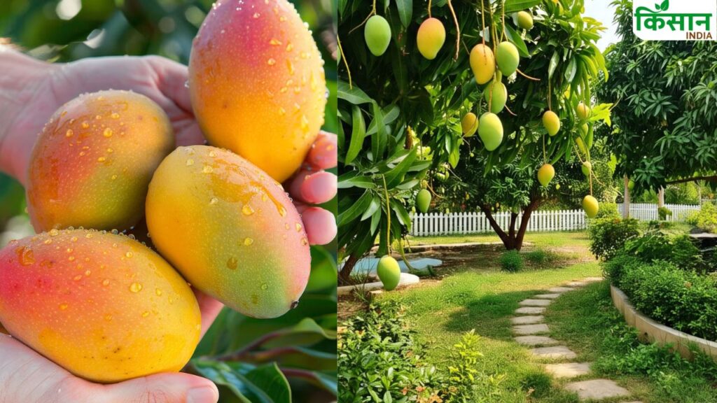 Mango price falls