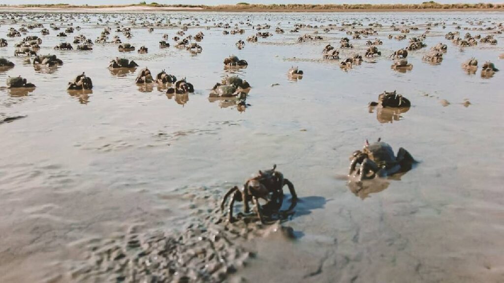 Chilika Lake Mud Crabs Eye Global Certification