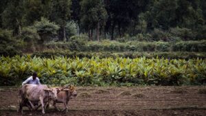 इस गांव के किसान कर रहे 100 फीसदी ऑर्गेनिक खेती, कमाई में हो रहा बंपर इजाफा इस गांव के किसान कर रहे 100 फीसदी ऑर्गेनिक खेती, कमाई में हो रहा बंपर इजाफा