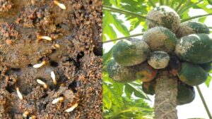 पपीते की खेती में दीमक बन रही बड़ी परेशानी, समय रहते अपनाएं ये आसान उपाय