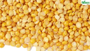Mandi Rate: महंगी हुई तुअर दाल, कीमत में 200 रुपये की बढ़ोतरी.. जानें ताजा रेट