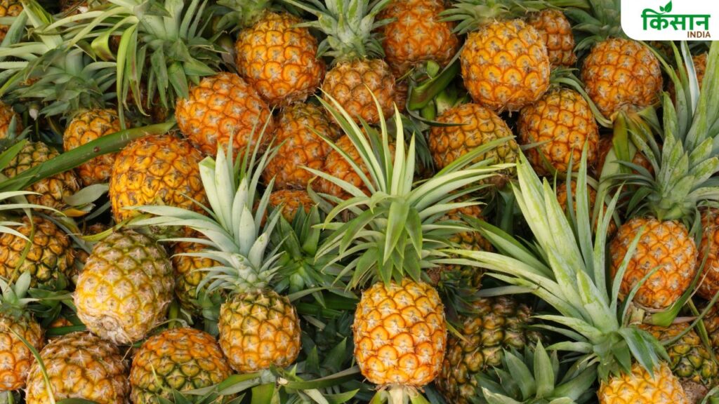 pineapple production