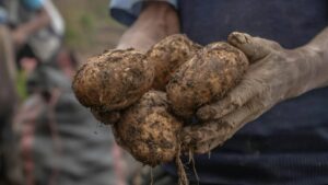पश्चिम बंगाल में आलू की खेती पर गहराया संकट, जानिए क्यों इस बार घट सकता है बोवाई क्षेत्र