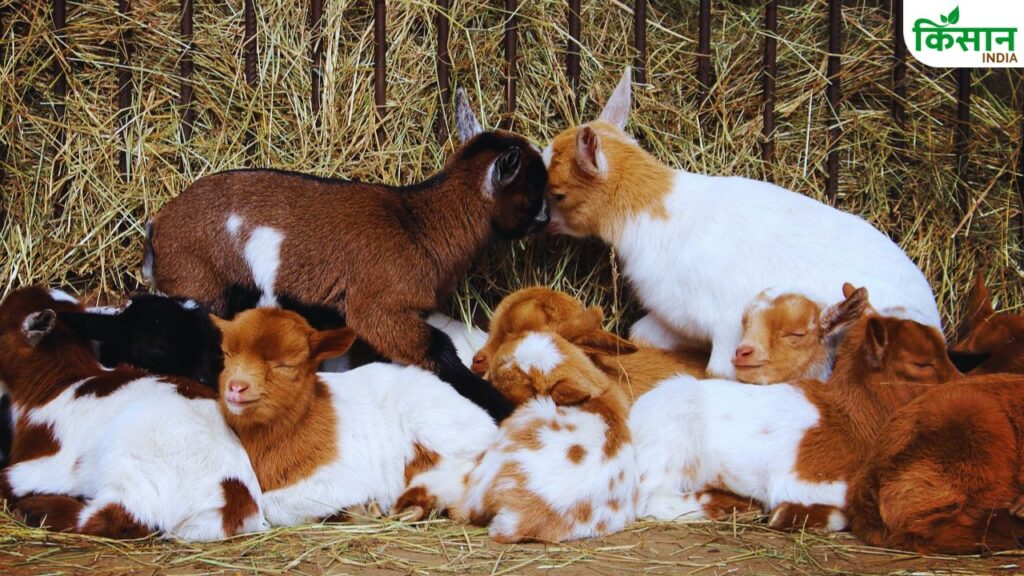 goat farming