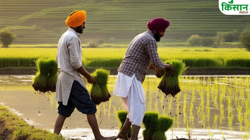 Paddy cultivation in Punjab