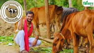 गर्मी में गाय-भैंस की देखभाल में न करें ये 5 भूल, वरना झेलना पड़ सकता है भारी नुकसान