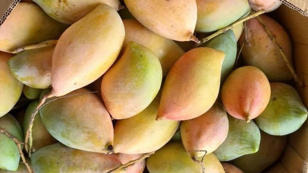 Centre Approves ₹1,490.73 MIP for Totapuri Mangoes; Andhra Farmers to Get Compensation for Low Market Prices