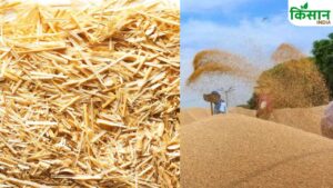 UP में गेहूं से ज्यादा पराली की मांग, टारगेट का 90 फीसदी खरीदा गया चारा