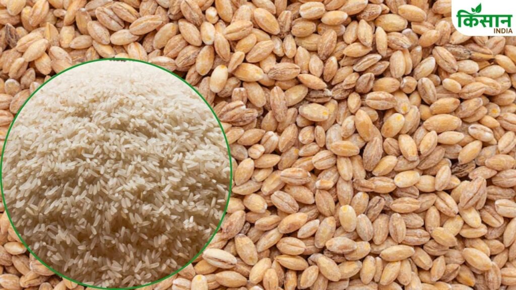 stock of wheat and rice