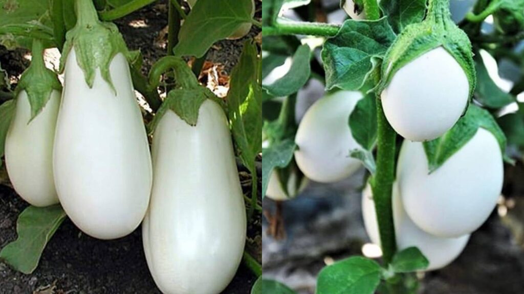 white brinjal cultivation