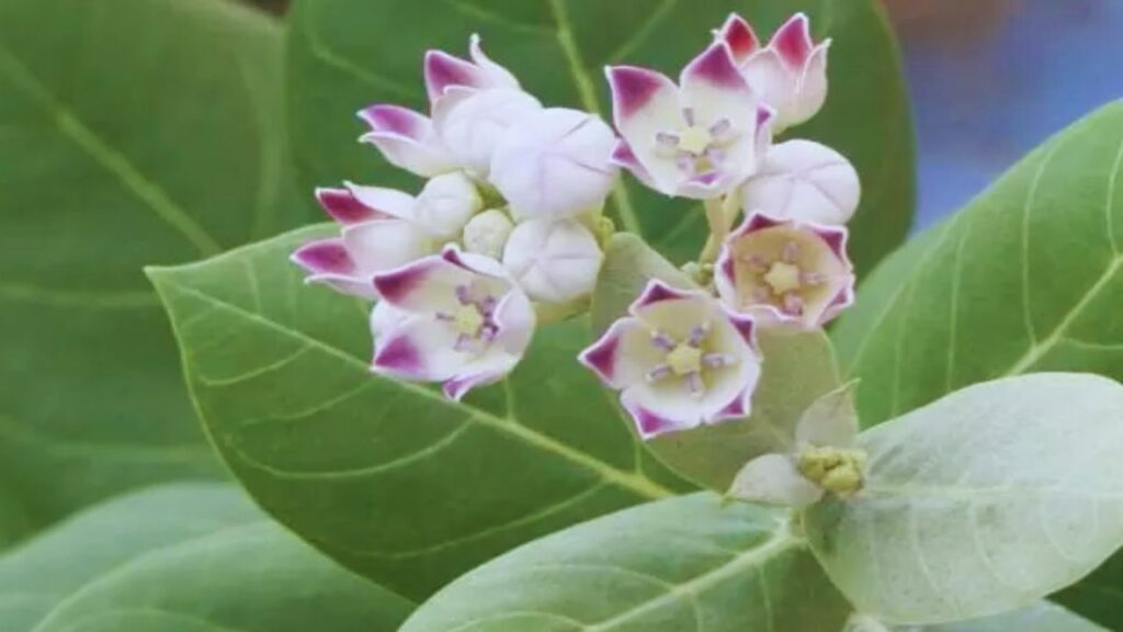 आक का सफेद दूध आयुर्वेद में स्किन प्रॉब्लम्स जैसे दाद, खाज और एक्जिमा के लिए बेहद असरदार माना गया है. इसे प्रभावित स्थान पर लेप के रूप में लगाने से जलन और खुजली में राहत मिलती है. इसके एंटीसेप्टिक गुण त्वचा को संक्रमण से बचाते हैं. आक का सफेद दूध आयुर्वेद में स्किन प्रॉब्लम्स जैसे दाद, खाज और एक्जिमा के लिए बेहद असरदार माना गया है. इसे प्रभावित स्थान पर लेप के रूप में लगाने से जलन और खुजली में राहत मिलती है. इसके एंटीसेप्टिक गुण त्वचा को संक्रमण से बचाते हैं.