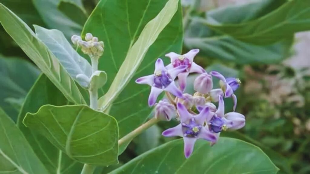 गठिया, जोड़ों के दर्द या पीठ दर्द में आक की पत्तियों का उपयोग पारंपरिक घरेलू उपायों में लंबे समय से होता रहा है. इसकी पत्तियों को गरम करके सरसों के तेल में भिगोकर लगाने से सूजन और दर्द में आराम मिलता है. यह नसों की जकड़न भी कम करता है. गठिया, जोड़ों के दर्द या पीठ दर्द में आक की पत्तियों का उपयोग पारंपरिक घरेलू उपायों में लंबे समय से होता रहा है. इसकी पत्तियों को गरम करके सरसों के तेल में भिगोकर लगाने से सूजन और दर्द में आराम मिलता है. यह नसों की जकड़न भी कम करता है.