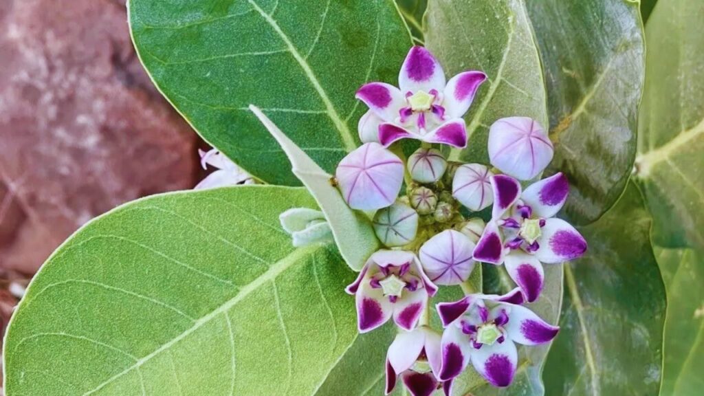 ग्रामीण और पारंपरिक चिकित्सा पद्धतियों में आक को विषहर औषधि के रूप में भी जाना जाता है. आक के दूध का उपयोग सांप या बिच्छू के काटने पर विष के असर को कम करने के लिए किया जाता है. हालांकि यह उपचार केवल अनुभवी आयुर्वेदाचार्य की देखरेख में ही किया जाना चाहिए. ग्रामीण और पारंपरिक चिकित्सा पद्धतियों में आक को विषहर औषधि के रूप में भी जाना जाता है. आक के दूध का उपयोग सांप या बिच्छू के काटने पर विष के असर को कम करने के लिए किया जाता है. हालांकि यह उपचार केवल अनुभवी आयुर्वेदाचार्य की देखरेख में ही किया जाना चाहिए.