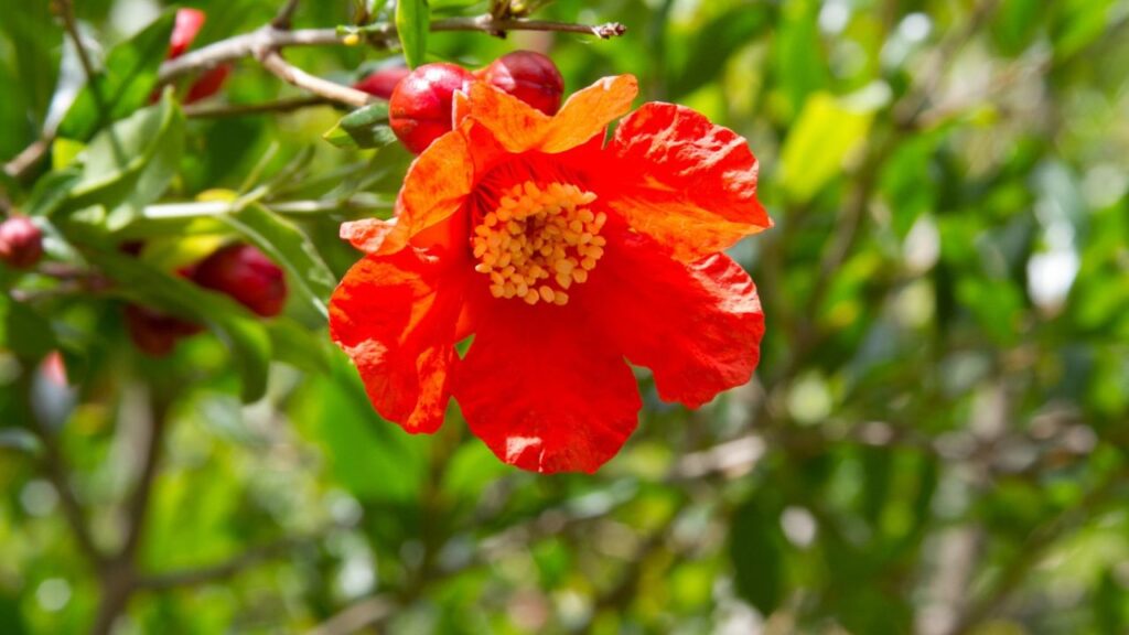 अनार का पौधा लगाने का सबसे उपयुक्त समय जुलाई से सितंबर या फरवरी से मार्च होता है. इन महीनों में मिट्टी में नमी बनी रहती है और मौसम न ज्यादा गर्म होता है न ठंडा. इससे पौधे को जड़ें जमाने में आसानी होती है और पौधा जल्दी पनपता है.