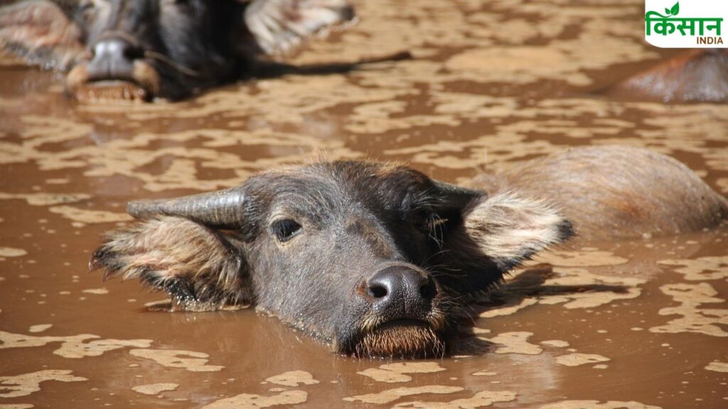 how to protect cattle in flood