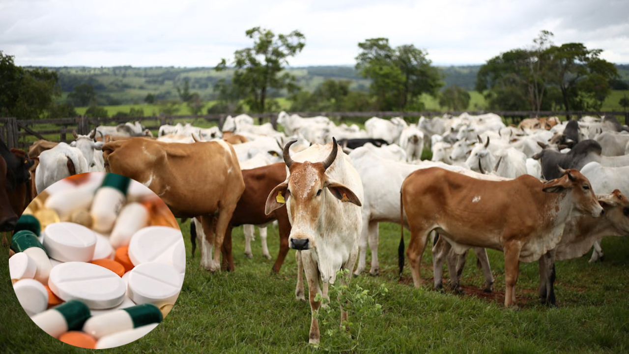 पशुपालक इन दवाओं का ना करें इस्तेमाल, नहीं तो देना पड़ सकता है भारी जुर्माना