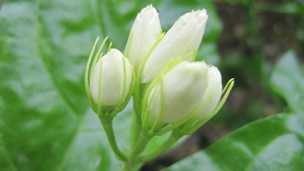 मोगरे के पौधे में ना तो अधिक पानी देना चाहिए और ना ही कम. पानी ज्यादा देने पर जड़ें सड़ने लगती हैं और पौधे में फंगल संक्रमण भी हो सकता है. हल्की नमी बनी रहना ही इसके लिए आदर्श है. मोगरे के पौधे में ना तो अधिक पानी देना चाहिए और ना ही कम. पानी ज्यादा देने पर जड़ें सड़ने लगती हैं और पौधे में फंगल संक्रमण भी हो सकता है. हल्की नमी बनी रहना ही इसके लिए आदर्श है.