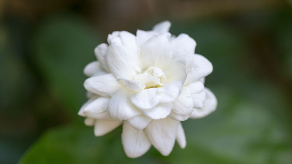 मोगरे के फूलों के लिए रोज़ाना कम से कम 5-6 घंटे की सीधी धूप जरूरी है. बरसात के मौसम में अक्सर धूप कम हो जाती है, जिससे पौधा कमजोर हो जाता है और फूल आना बंद हो जाता है. मोगरे के फूलों के लिए रोज़ाना कम से कम 5-6 घंटे की सीधी धूप जरूरी है. बरसात के मौसम में अक्सर धूप कम हो जाती है, जिससे पौधा कमजोर हो जाता है और फूल आना बंद हो जाता है.