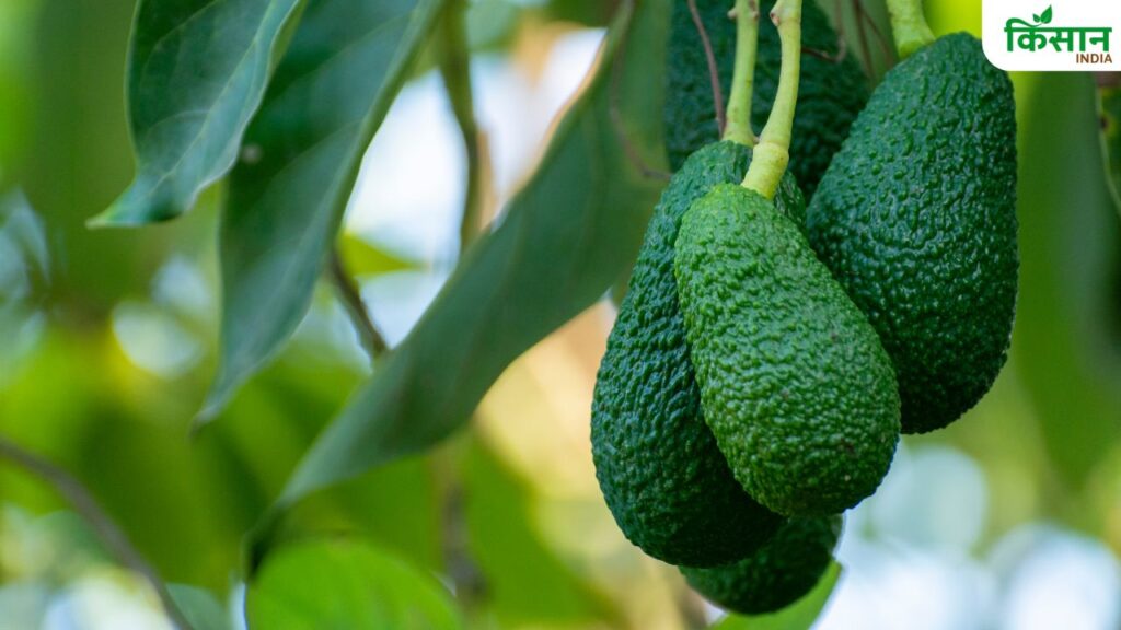 Avocado Farming