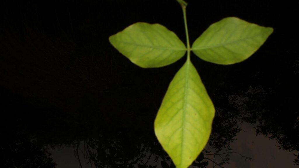 सुबह खाली पेट बेलपत्र की पत्तियां चबाने से पेट साफ रहता है और पाचन तंत्र बेहतर होता है. इसमें मौजूद फाइबर कब्ज, गैस, अपच और पेट दर्द जैसी समस्याओं को दूर करता है. यह आंतों की सफाई करके शरीर को अंदर से हेल्दी बनाता है. सुबह खाली पेट बेलपत्र की पत्तियां चबाने से पेट साफ रहता है और पाचन तंत्र बेहतर होता है. इसमें मौजूद फाइबर कब्ज, गैस, अपच और पेट दर्द जैसी समस्याओं को दूर करता है. यह आंतों की सफाई करके शरीर को अंदर से हेल्दी बनाता है.