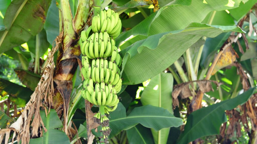 केले का पौधा गर्म और अधिक नमी वाले जलवायु में सबसे अच्छी तरह उगता है. इसे मार्च से जुलाई के बीच लगाया जाए तो बेहतर परिणाम मिलते हैं. मानसून की शुरुआत भी केले का पौधा लगाने के लिए आदर्श मानी जाती है. केले का पौधा गर्म और अधिक नमी वाले जलवायु में सबसे अच्छी तरह उगता है. इसे मार्च से जुलाई के बीच लगाया जाए तो बेहतर परिणाम मिलते हैं. मानसून की शुरुआत भी केले का पौधा लगाने के लिए आदर्श मानी जाती है.