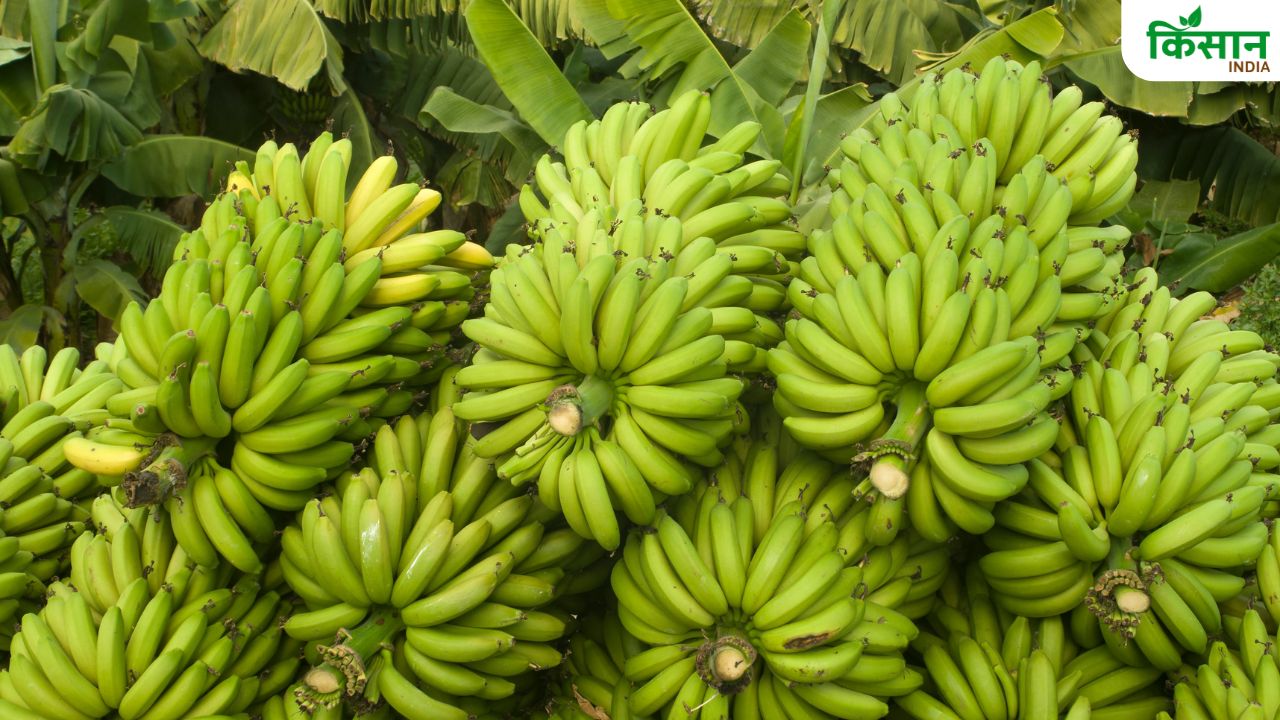 यूपी के किसान केले की खेती से बनेंगे अमीर, यूपी सरकार दे रही सब्सिडी Banana Farming