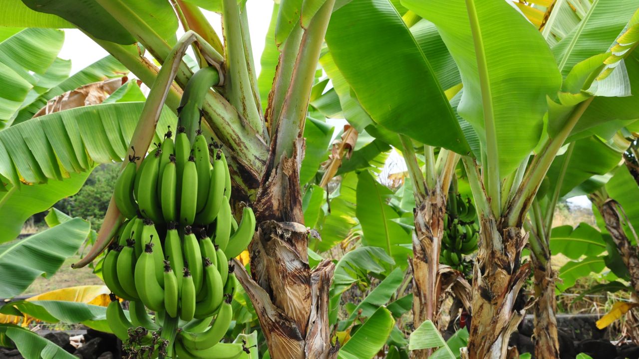 Protect Banana Crop From Root Knot Nematode India Effective Prevention And Management Tips