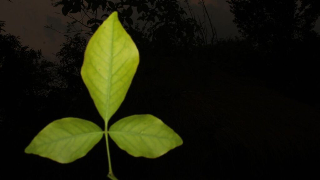 हालांकि बेलपत्र फायदेमंद है, लेकिन इसका अधिक सेवन पेट में जलन या अन्य समस्याएं पैदा कर सकता है. अगर आप किसी गंभीर बीमारी से जूझ रहे हैं या नियमित दवाएं ले रहे हैं, तो बेलपत्र का सेवन करने से पहले डॉक्टर की सलाह जरूर लें. (Disclaimer: इस खबर में दी गई जानकारी केवल सामन्य ज्ञान पर आधारित है.) हालांकि बेलपत्र फायदेमंद है, लेकिन इसका अधिक सेवन पेट में जलन या अन्य समस्याएं पैदा कर सकता है. अगर आप किसी गंभीर बीमारी से जूझ रहे हैं या नियमित दवाएं ले रहे हैं, तो बेलपत्र का सेवन करने से पहले डॉक्टर की सलाह जरूर लें. (Disclaimer: इस खबर में दी गई जानकारी केवल सामन्य ज्ञान पर आधारित है.)